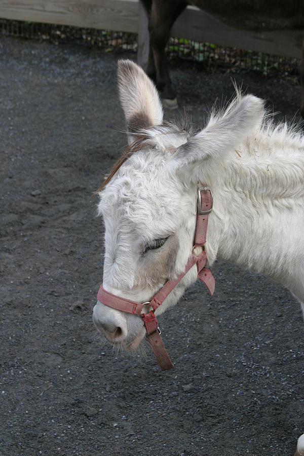 Animal Photograph - National Zoo - Donkey - 12128 by DC Photographer