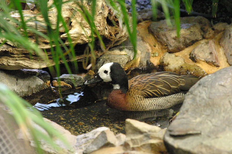 National Zoo - Duck - 121213 Photograph by DC Photographer