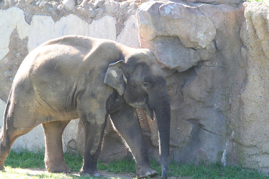 Animal Photograph - National Zoo - Elephant - 011318 by DC Photographer