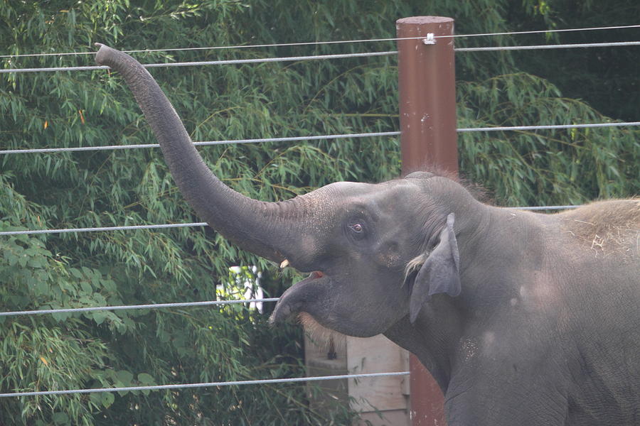 Animal Photograph - National Zoo - Elephant - 01132 by DC Photographer