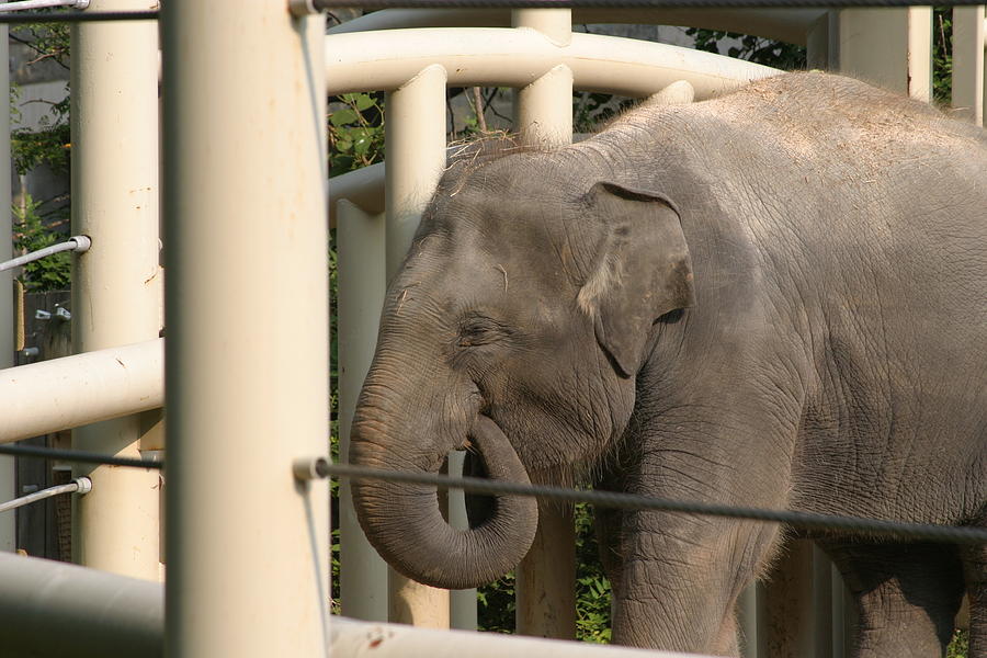 Animal Photograph - National Zoo - Elephant - 121210 by DC Photographer