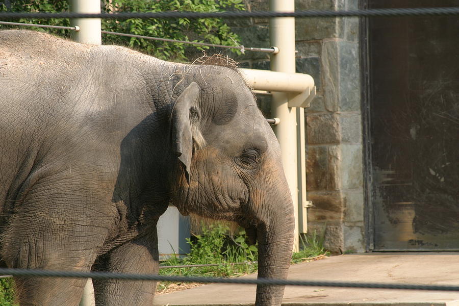 Animal Photograph - National Zoo - Elephant - 121211 by DC Photographer