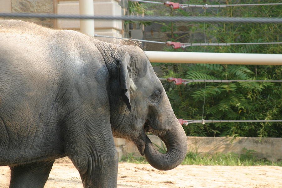Animal Photograph - National Zoo - Elephant - 121212 by DC Photographer