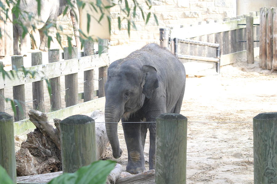 Animal Photograph - National Zoo - Elephant - 12123 by DC Photographer