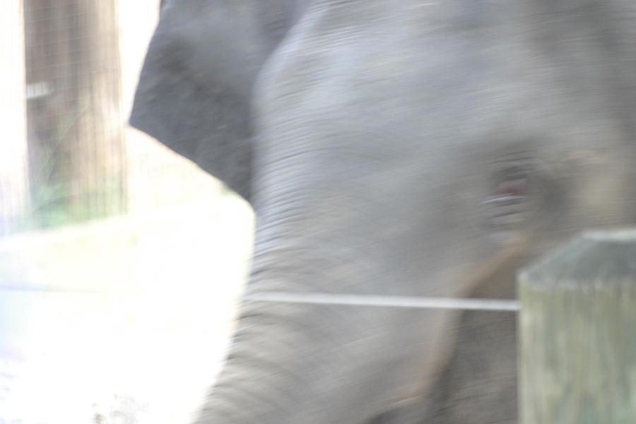 Animal Photograph - National Zoo - Elephant - 12124 by DC Photographer
