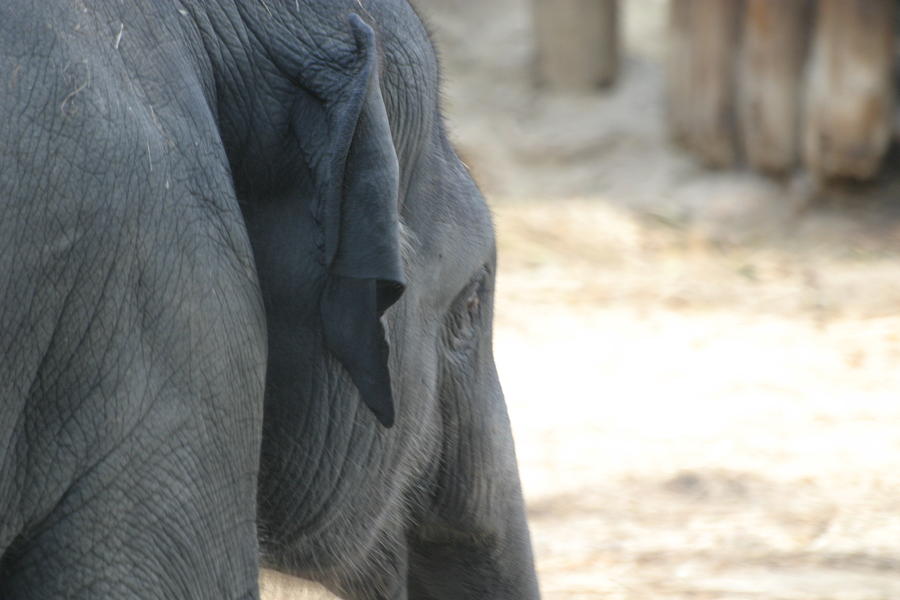 Animal Photograph - National Zoo - Elephant - 12125 by DC Photographer