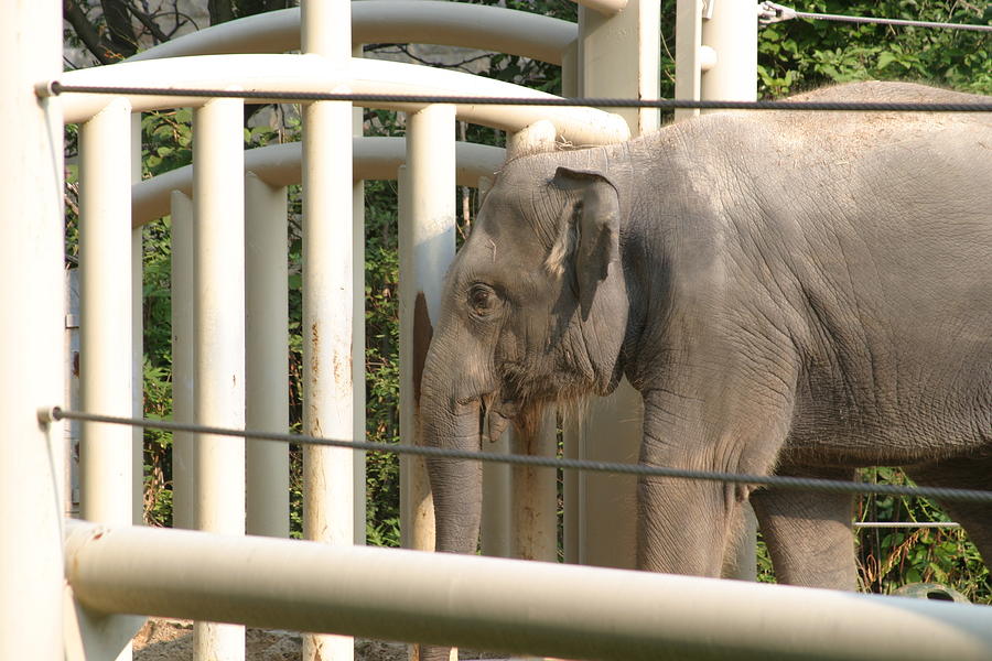 Animal Photograph - National Zoo - Elephant - 12129 by DC Photographer