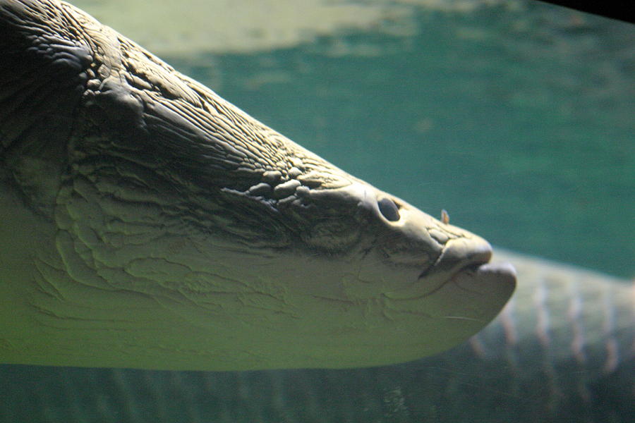 National Zoo - Fish - 12122 Photograph by DC Photographer - Fine Art ...