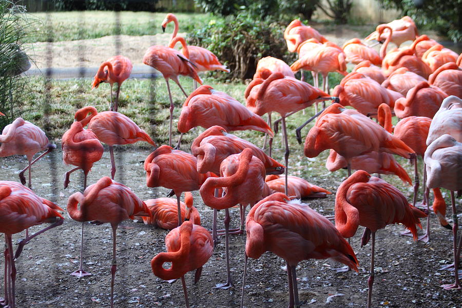 Animal Photograph - National Zoo - Flamingo - 01131 by DC Photographer