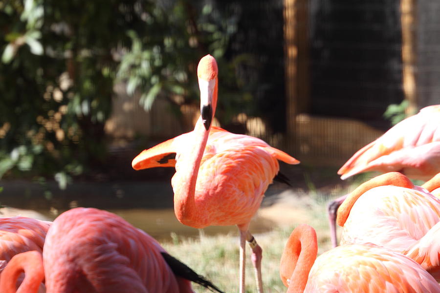 Animal Photograph - National Zoo - Flamingo - 01133 by DC Photographer
