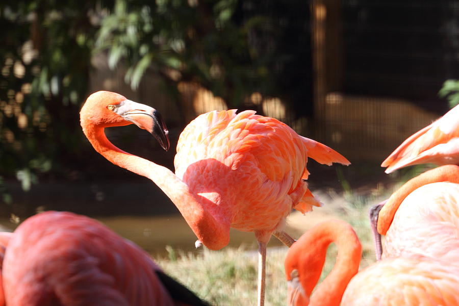Animal Photograph - National Zoo - Flamingo - 01134 by DC Photographer