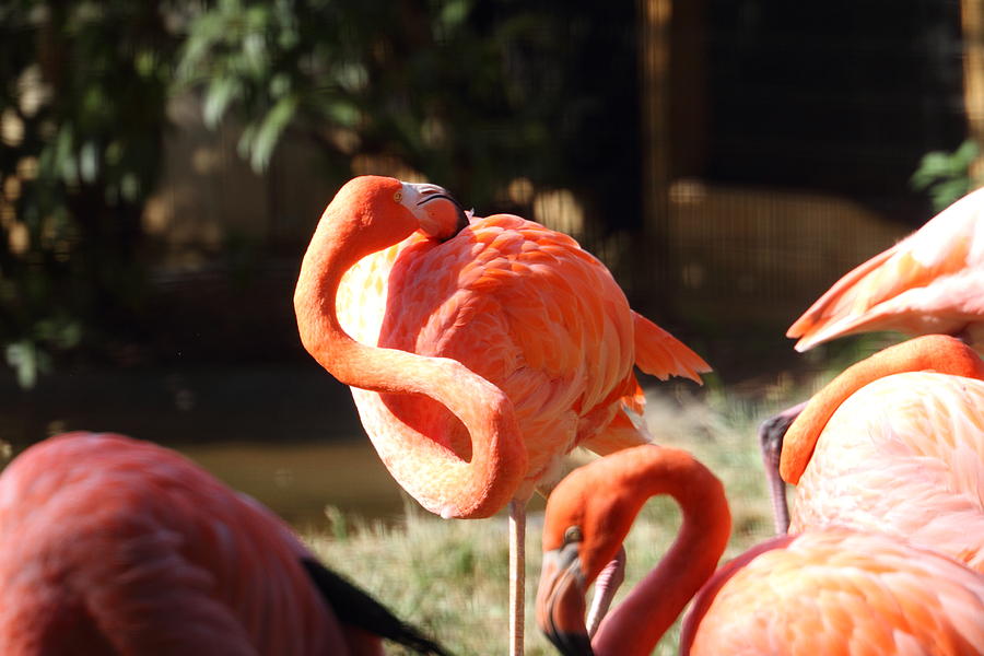Animal Photograph - National Zoo - Flamingo - 01135 by DC Photographer