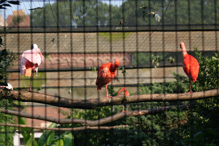 Animal Photograph - National Zoo - Flamingo - 12121 by DC Photographer
