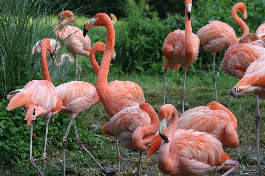 Animal Photograph - National Zoo - Flamingo - 12122 by DC Photographer