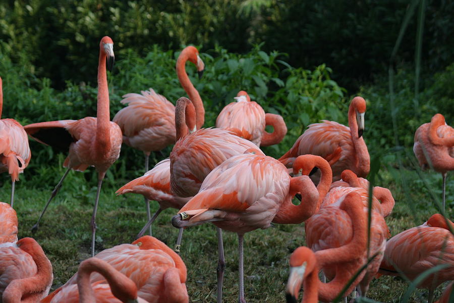 Animal Photograph - National Zoo - Flamingo - 12123 by DC Photographer