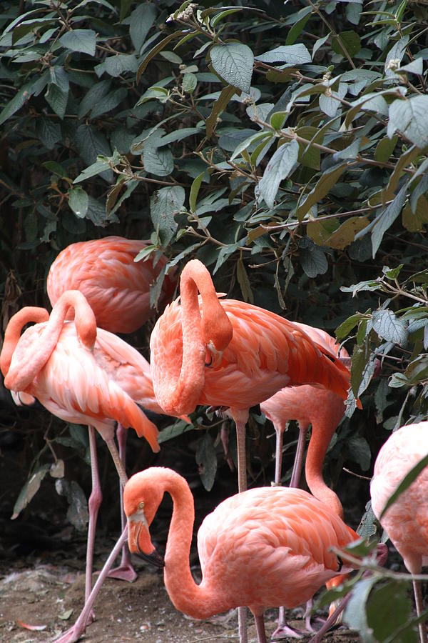 Animal Photograph - National Zoo - Flamingo - 12124 by DC Photographer
