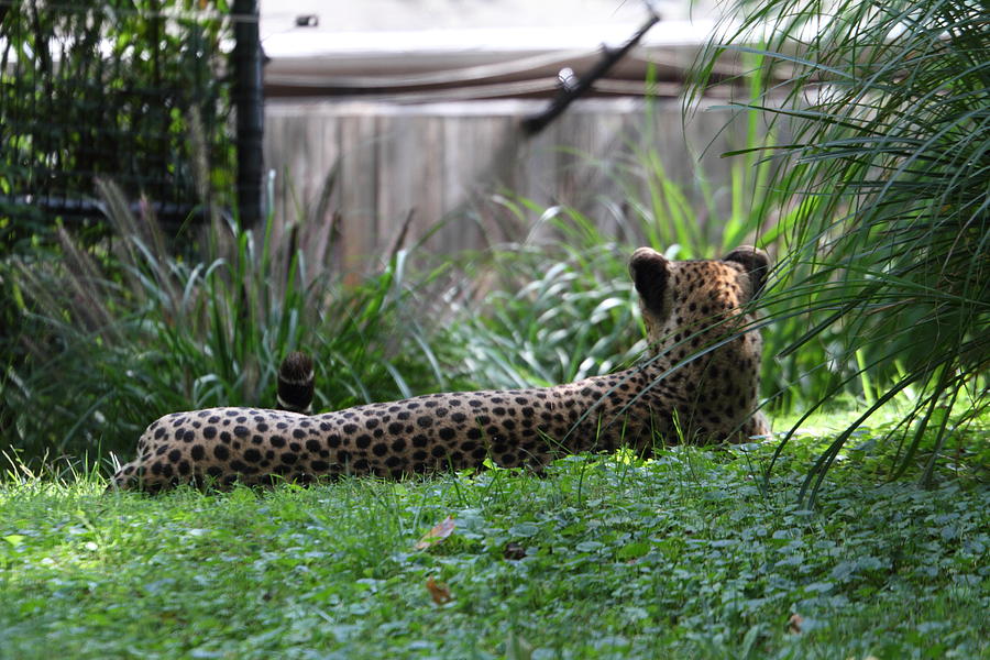 National Zoo - Leopard - 01135 Photograph by DC Photographer