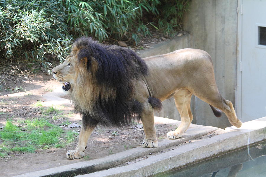 Animal Photograph - National Zoo - Lion - 011310 by DC Photographer