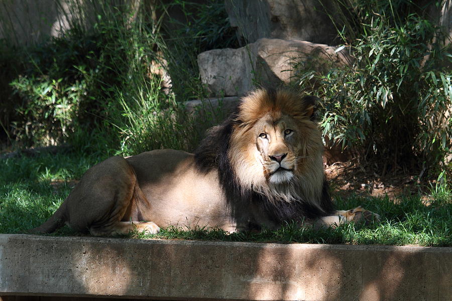 Animal Photograph - National Zoo - Lion - 011315 by DC Photographer