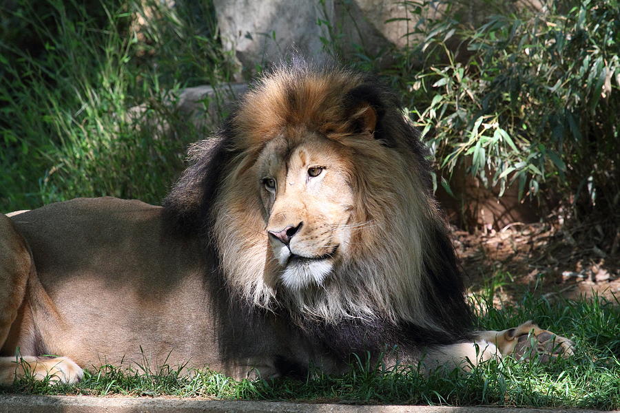 Animal Photograph - National Zoo - Lion - 011316 by DC Photographer
