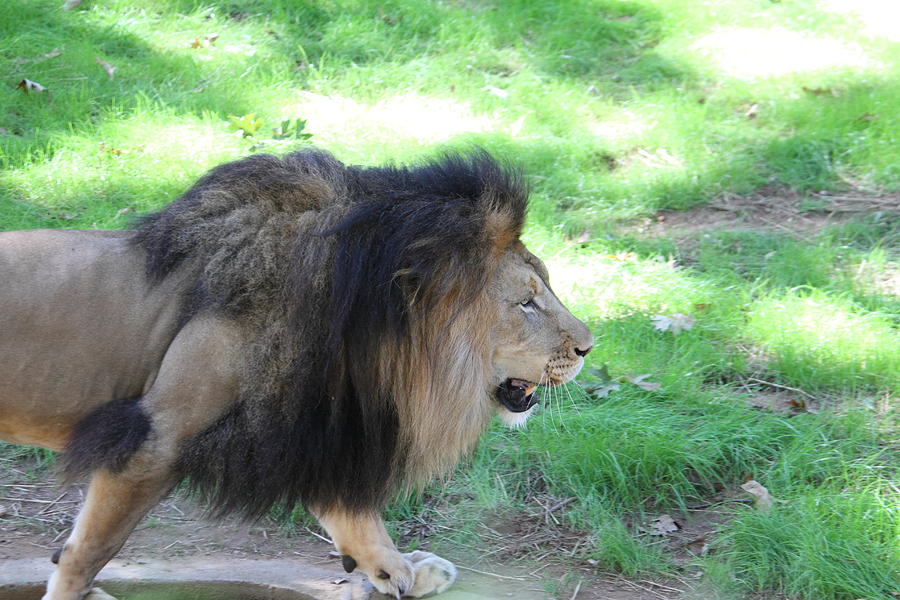 Animal Photograph - National Zoo - Lion - 01135 by DC Photographer