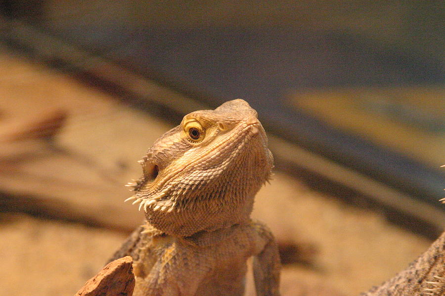 Animal Photograph - National Zoo - Lizard - 12122 by DC Photographer