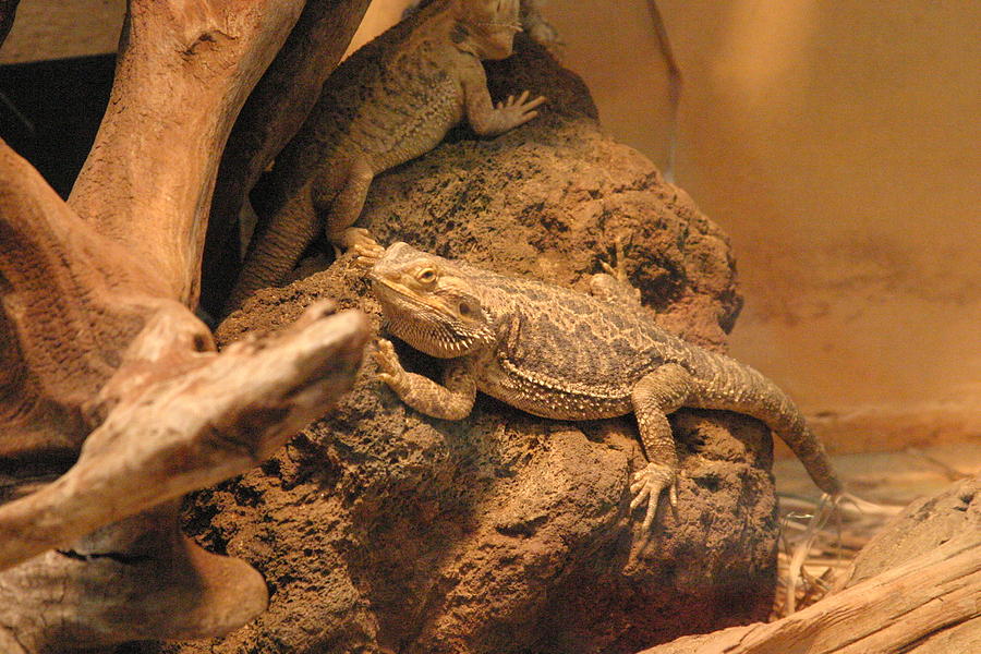 Animal Photograph - National Zoo - Lizard - 12124 by DC Photographer