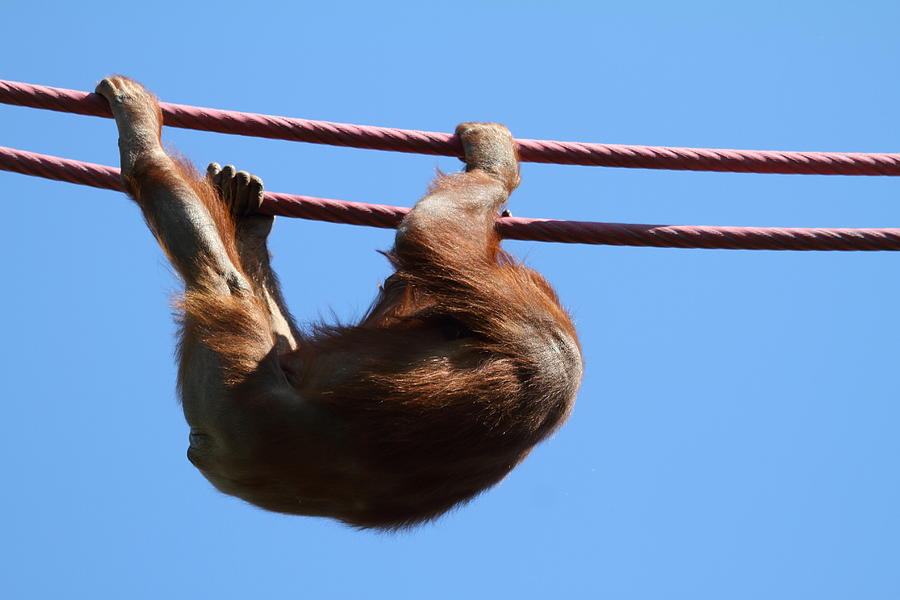 Animal Photograph - National Zoo - Orangutan - 011313 by DC Photographer