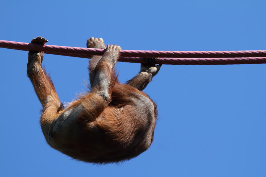 Animal Photograph - National Zoo - Orangutan - 011314 by DC Photographer