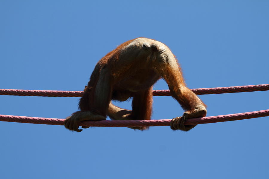 Animal Photograph - National Zoo - Orangutan - 011316 by DC Photographer
