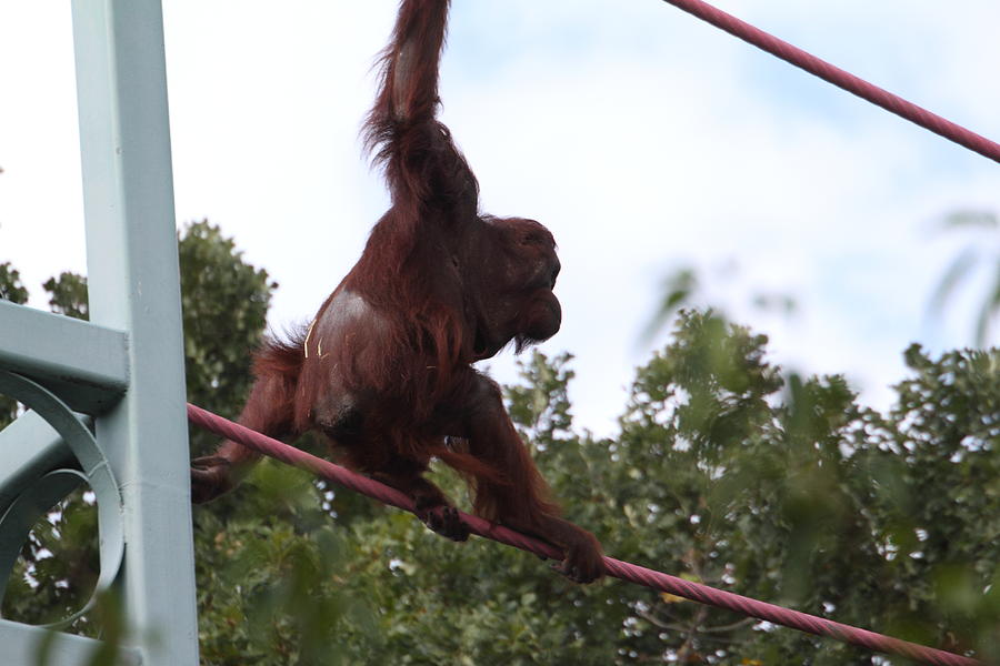 Animal Photograph - National Zoo - Orangutan - 01132 by DC Photographer