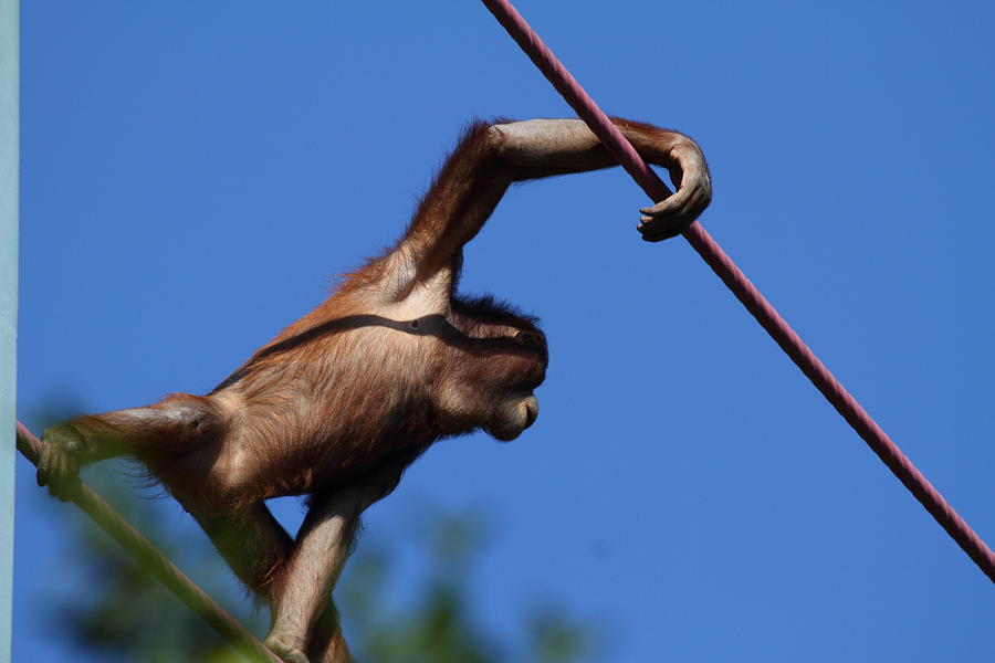 Animal Photograph - National Zoo - Orangutan - 011320 by DC Photographer