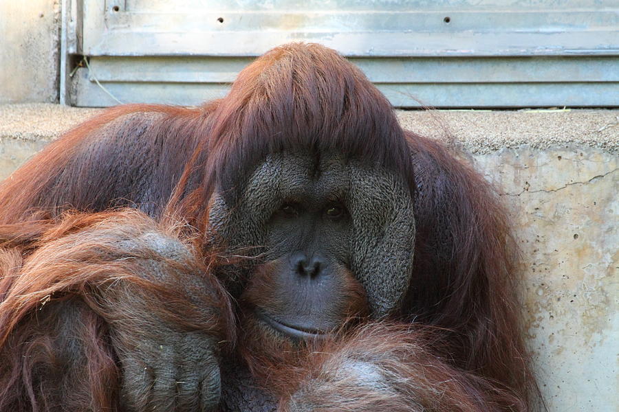 National Zoo - Orangutan - 011321 Photograph by DC Photographer