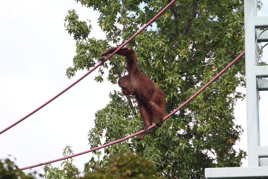 Animal Photograph - National Zoo - Orangutan - 01134 by DC Photographer