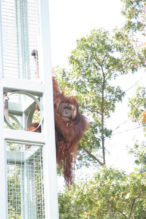 Animal Photograph - National Zoo - Orangutan - 121210 by DC Photographer