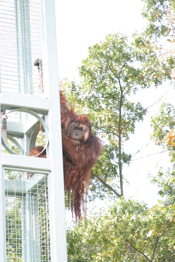 Animal Photograph - National Zoo - Orangutan - 121211 by DC Photographer