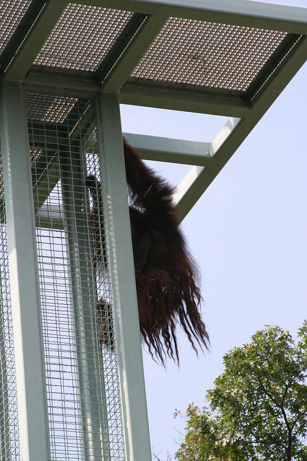 Animal Photograph - National Zoo - Orangutan - 121212 by DC Photographer