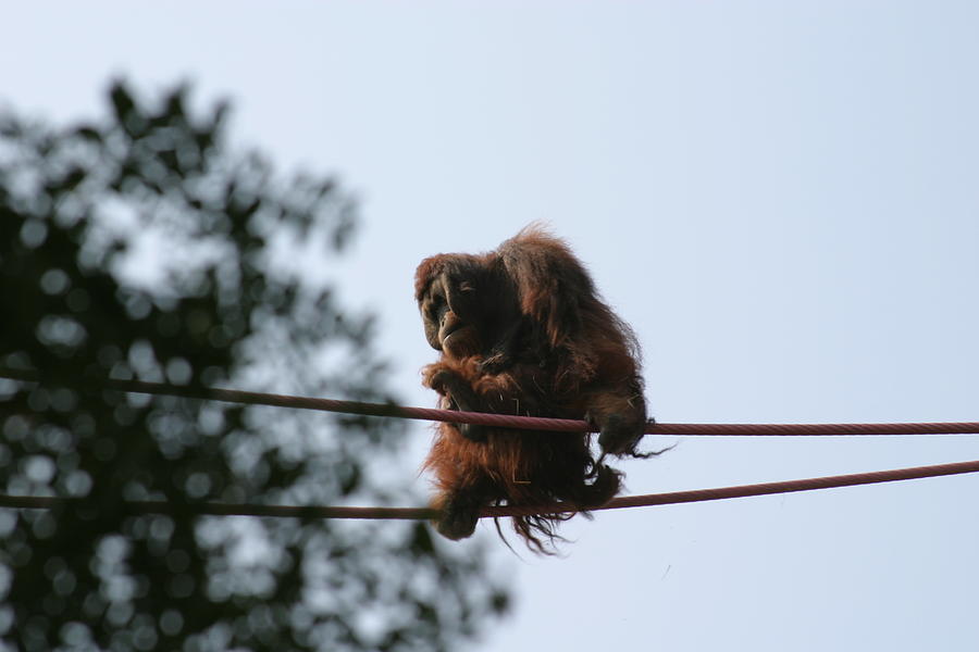 Animal Photograph - National Zoo - Orangutan - 121218 by DC Photographer