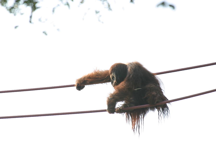 Animal Photograph - National Zoo - Orangutan - 121219 by DC Photographer