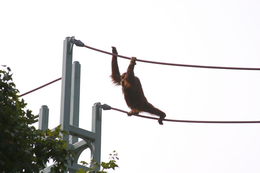 Animal Photograph - National Zoo - Orangutan - 12125 by DC Photographer