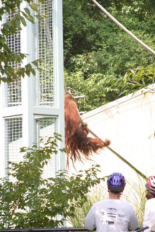 Animal Photograph - National Zoo - Orangutan - 12128 by DC Photographer