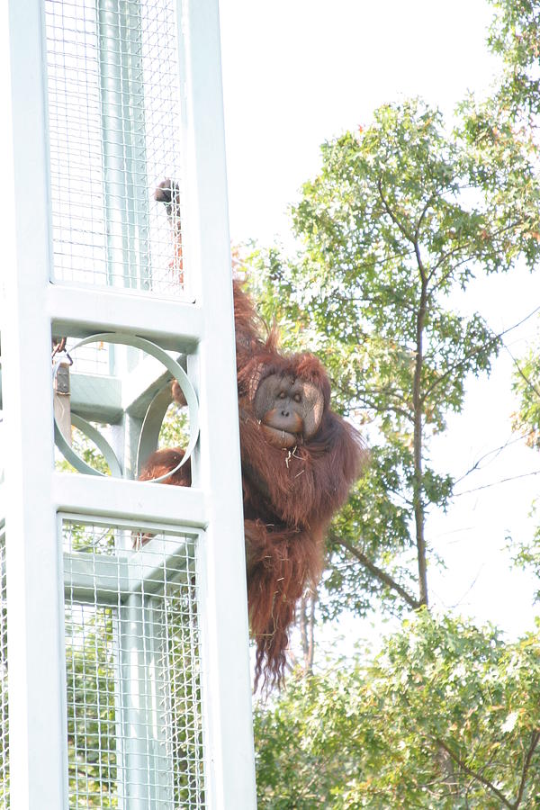 Animal Photograph - National Zoo - Orangutan - 12129 by DC Photographer