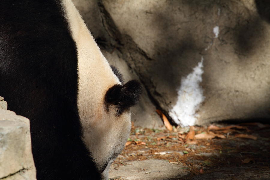 National Zoo - Panda - 011315 Photograph by DC Photographer