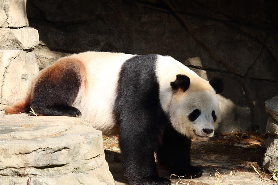 Animal Photograph - National Zoo - Panda - 011316 by DC Photographer