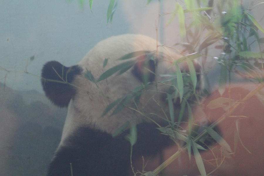 Animal Photograph - National Zoo - Panda - 01132 by DC Photographer