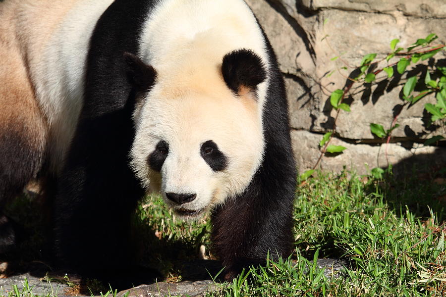 National Zoo - Panda - 011320 Photograph By Dc Photographer - Fine Art 