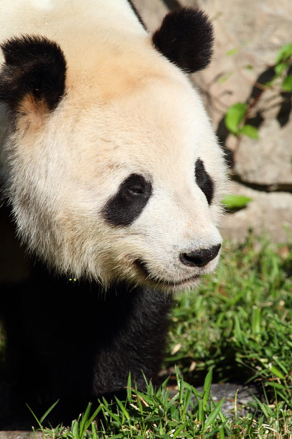 National Zoo - Panda - 011325 Photograph by DC Photographer