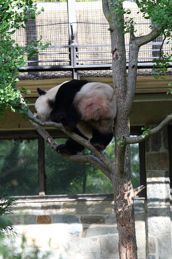 Animal Photograph - National Zoo - Panda - 011333 by DC Photographer