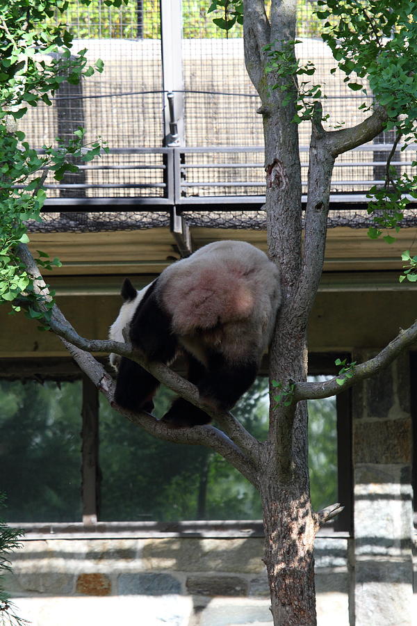 Animal Photograph - National Zoo - Panda - 011336 by DC Photographer