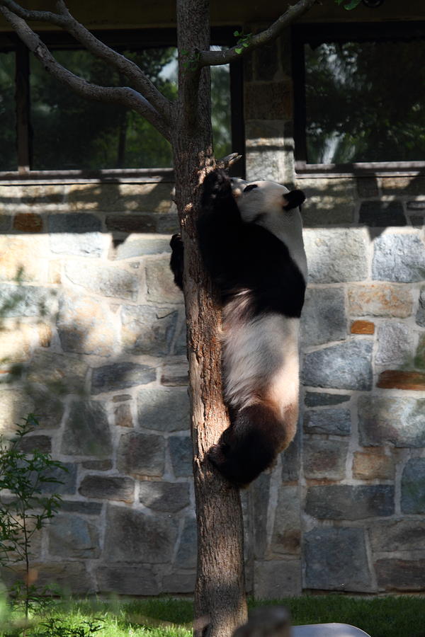 Animal Photograph - National Zoo - Panda - 011340 by DC Photographer